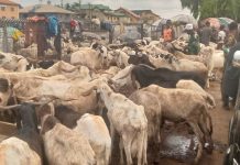 Muslims Face Rising Costs As Ram Prices Skyrocket Ahead Of Eid-el-Kabir