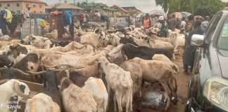 Muslims Face Rising Costs As Ram Prices Skyrocket Ahead Of Eid-el-Kabir