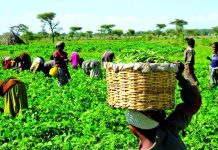 Rising Insecurity: Zamfara Farmers Fear Food Shortage Amid Poor Harvest Outlook