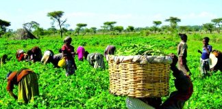 Rising Insecurity: Zamfara Farmers Fear Food Shortage Amid Poor Harvest Outlook