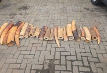 Four Arrested Over 130kg Elephant Tusks in Ogun and Lagos Operation