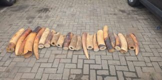 Four Arrested Over 130kg Elephant Tusks in Ogun and Lagos Operation