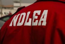 NDLEA Records Major Drug Bust in Edo, Arrests 49 in July