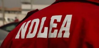 NDLEA Records Major Drug Bust in Edo, Arrests 49 in July
