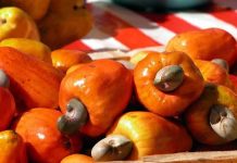 Ghana Turns Cashew Apples into New Income Source