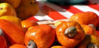 Ghana Turns Cashew Apples into New Income Source