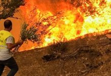 Algerian Wildfires Kill 12, Leave Dozens Injured