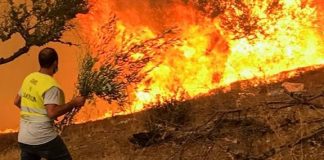 Algerian Wildfires Kill 12, Leave Dozens Injured