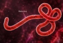 Ebola Alert: Federal Government Identifies 44 Contacts in FCT