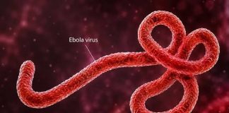 Ebola Alert: Federal Government Identifies 44 Contacts in FCT